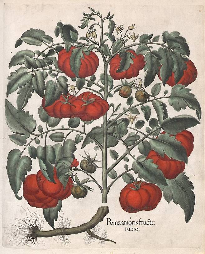 1613년 독일 의사이자 식물학자인 바실리우스 베슬러가 바이에른의 아이흐슈탯트 주교의 정원의 식물을 그려 출판한 저서. 17세기 가장 중요한 식물 서적 중 하나로 토마토가 그려져 있다. [위키미디어커먼스]