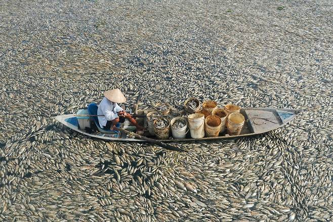 지난 30일(현지시간) 베트남 남부 동나이성(省) 송머이 저수지에서 한 주민이 물고기들을 수거하고 있다. 해당 저수지는 폭염으로 인해 지난달 30일부터 물고기 수십만마리가 폐사했다. [AFP]