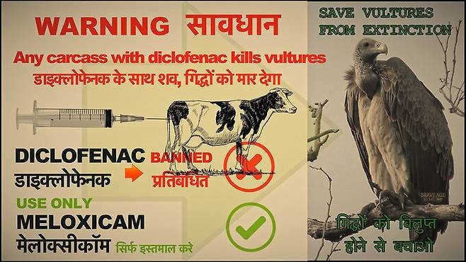 인도의 한 환경 단체가 만든 디클로페낙 사용 금지 촉구 포스터. 버드카운트인디아 엑스 캡처