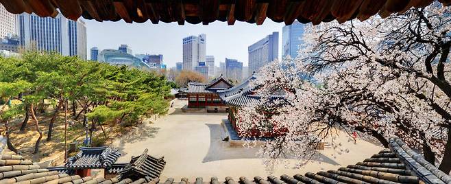 석어당 2층에서 내려다본 살구꽃. [문화재청]