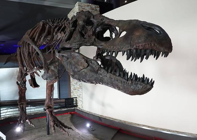 지난달 30일 전남 해남군 황산면 우항리 해남공룡박물관에서 촬영한 티라노사우르스 레플리카(복제본)./송복규 기자