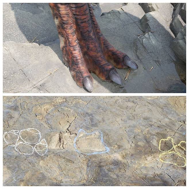 지난달 30일 전남 해남군 황산면 우항리 공룡화석지에서 촬영한 조각류 공룡 발자국 화석(아래). 파란색과 하얀색, 노란색으로 표시된 발자국 모두 조각류 공룡의 발자국이다. 위 사진은 발자국을 토대로 복원한 조각류 공룡 발./해남(전남)=송복규 기자