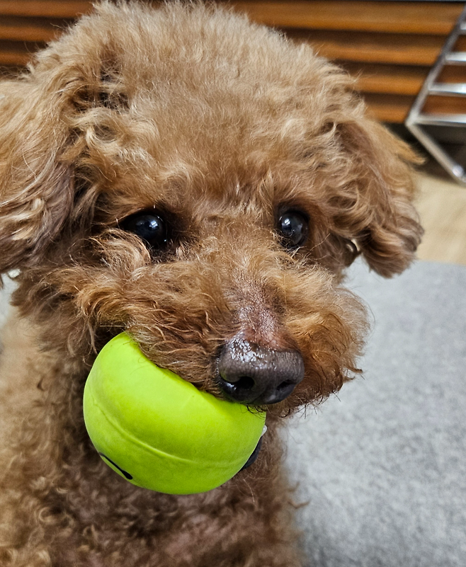 쾌활하고 명랑한 개의 움직임을 보고 있으면, 우리에게도 비슷한 기분이 전이 돼 기분이 나아지는 느낌을 받을 수 있다. 독자 제공