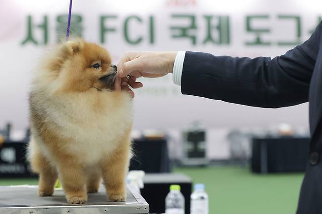 3월 17일 오전 서울 서초구 aT센터에서 열린 ‘2024 서울 FCI 국제 도그쇼’에서 핸들러와 강아지가 경연 순서를 기다리고 있다. [사진 출처 = 연합뉴스]