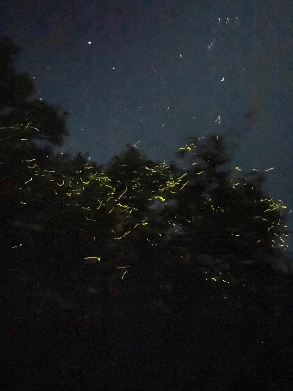반딧불이는 주로 짝을 찾기 위해 빛을 발산하고, 아름다운 깜빡임 패턴을 사용하여 짝을 유혹한다고 한다.