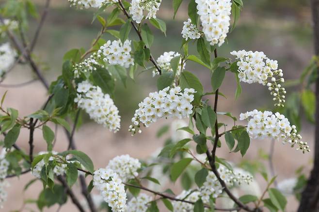 귀룽나무 꽃. 벚꽃을 닮은 작은 꽃 수십 개가 모여 피어 꽃차례가 아래로 늘어진다. 허태임