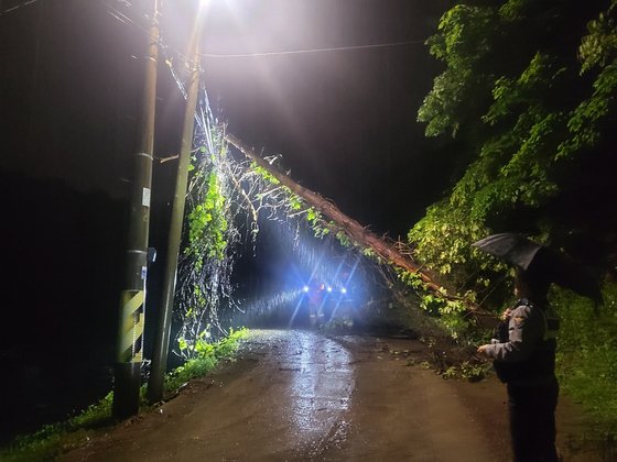 5일 오후 9시23분쯤 부산시 기장군의 한 도로에서 소나무가 쓰러져 전기줄에 걸려 있다는 신고를 받고 출동한 소방대원이 안전 조치를 하고 있다. 사진 부산시소방재난본부
