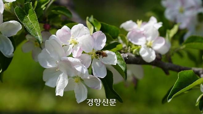 경남 함양에 위치한 마용운씨의 사과농장에 핀 사과꽃에 벌이 앉아있다. | 박채영 기자