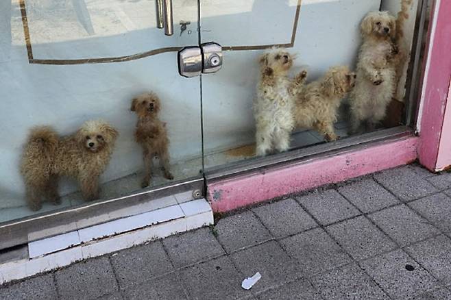 포항시 한 펫숍에서 발견된 강아지들 (사진=사회관계망서비스)