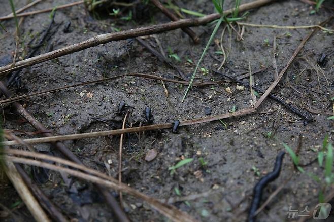 새끼 두꺼비들이 서식지인 숲으로 돌아가고 있다.(무등산국립공원사무소 제공) 2024.5.7