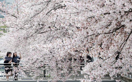 지난달 8일 대전 동구 신안동 대동천변에 벚꽃이 만개해 있다. 뉴스1
