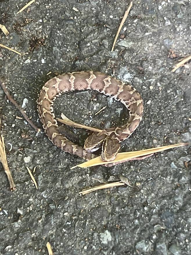 일본 후쿠오카현 기타큐슈 지역에서 머리가 2개인 뱀이 발견됐다. <출처=엑스(X·구 트위터) 갈무리>