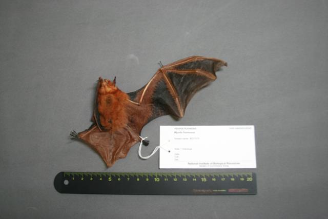국립생물자원관에서 소장하고 있는 학술용 박쥐 박제 표본. 국립생물자원관 제공