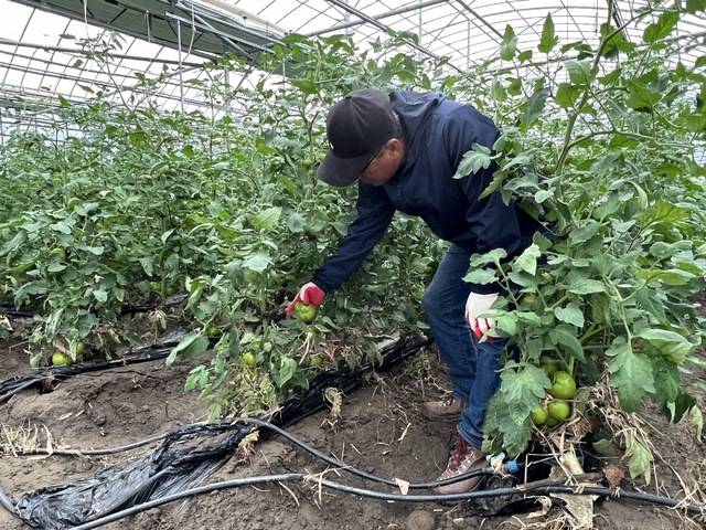농민 정규연씨가 물에 장시간 잠겨 수확이 힘들어진 토마토를 안타깝게 바라보고 있다.