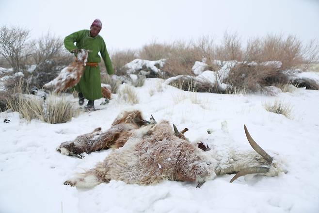 조드가 닥치면 가축이 떼죽음을 당한다. 위는 2016년 몽골의 조드 피해 모습. ⓒEPA