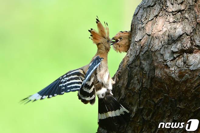지난해 5월12일 경주시 황성공원의 나무에 둥지를 튼 후투티가 새끼들에게 먹이를 주고 있다.2023.5.12/뉴스1 ⓒ News1 최창호 기자