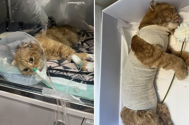 신씨의 고양이 ‘미소’는 4월16~17일 기력저하와 혈뇨 증상을 보인 뒤 동물병원에 입원해 하루도 안 되어 사망했다. 신아무개씨 제공