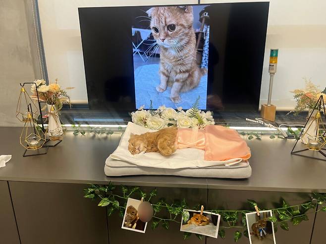 급성 신경·근육병증으로 사망한 고양이 ‘미소’의 장례식. 신아무개씨 제공