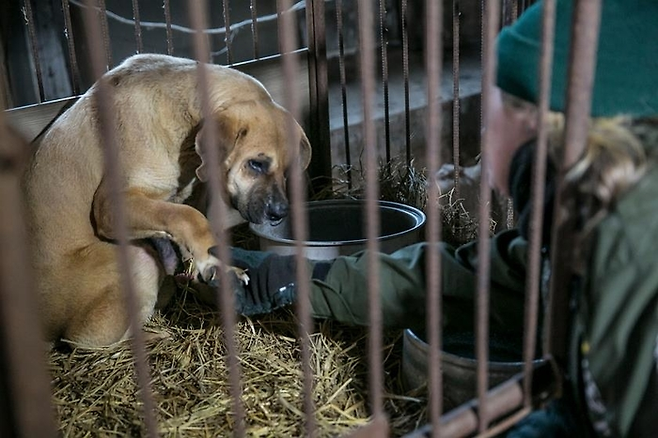 동물보호단체에 의해 식용견 농장에서 꺼내지는 개.[사진-연합뉴스]