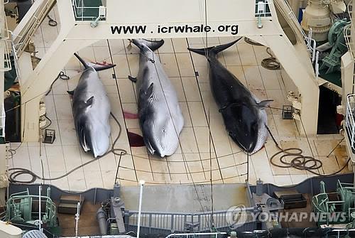 일본 어선이 포획한 고래 [EPA 연합뉴스 자료사진. 재판매 및 DB 금지]