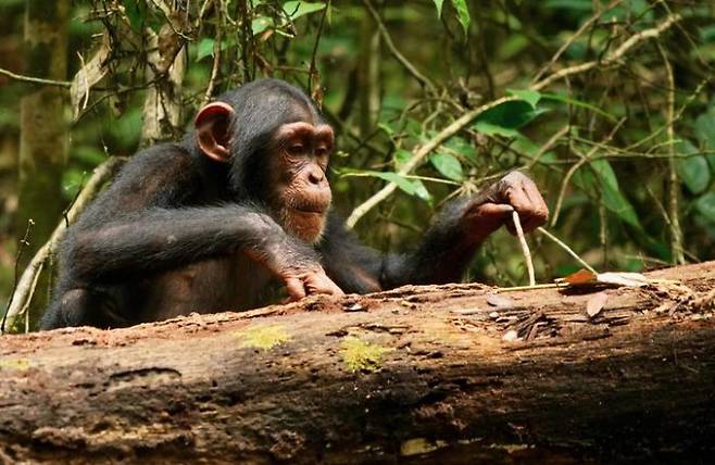 야생 서부 침팬지가 막대기로 먹이를 찾고 있다. 리란 사무니, 타이 침팬지 프로젝트 제공.