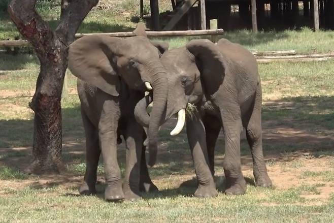 아프리카코끼리 도마(수컷)와 마이노스(수컷)가 인사하는 모습. 도마가 귀를 벌리고 몸통을 뻗어 마이노스의 입을 만진다. 마이노스는 귀를 펼치고 들어 올린다. Vesta Eleuteri 제공