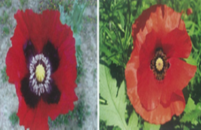 단속 대상인 마약류 양귀비(왼쪽)와 관상용 양귀비꽃. 경찰은 붉은색 분홍색 꽃에 반점이 있는 게 마약류 양귀비일 가능성이 크다며 적극적인 112 신고를 당부했다 (사진, 제주경찰청)