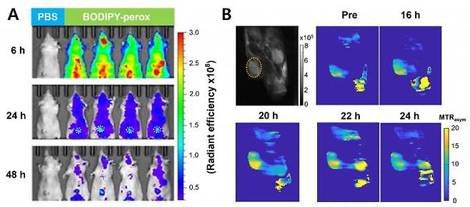 종양모델 마우스에서 생체 내 다중 이미징(형광 및 CEST MRI) 관측 결과. KBSI