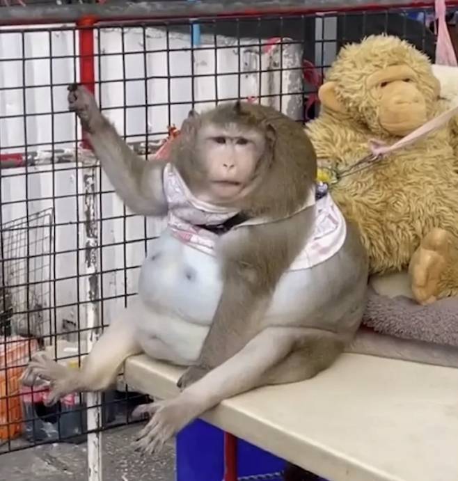 세상에서 가장 뚱뚱한 원숭이로 알려진 '고질라'가 숨졌다./사진=The Sun(사진제공=ViralPress)