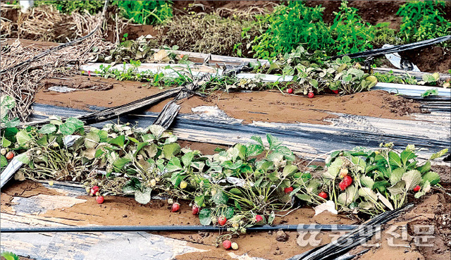 침수 피해를 본 경남 합천군 대양면 양산마을의 한 비닐하우스에 진흙탕물을 뒤집어쓴 딸기와 농기자재가 뒤엉켜 나뒹굴고 있다.