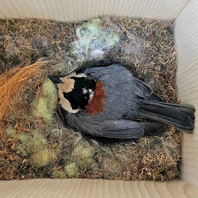 아파트 단지 내 나무에 달아놓은 인공 새집에서 4월23일 어미 곤줄박이가 알을 품고 있는 모습. ⓒ 탐조책방 박임자 대표