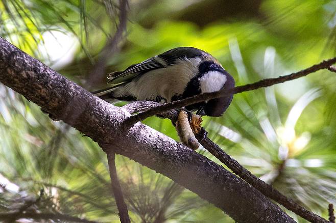 박새는 도시에서 쉽게 찾아볼 수 있는 새이다. 4월23일 아파트 단지 내 나뭇가지에 앉은 박새가 애벌레를 먹고 있다. ⓒ시사IN 조남진