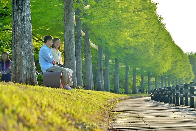 담양대나무축제/사진-담양군