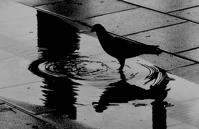 가오싱젠 ‘탈출’에는 창고 귀퉁이의 물웅덩이가 반복 서술됩니다. 아침이 밝았을 때 세 사람(소녀, 청년, 중년 남성)이 본 건 물웅덩이가 아닌 피웅덩이였습니다. 광장이 저리도 말끔히 치워졌다면, 전날의 학살은 도대체 어떻게 된 걸까요. 그리고 웅덩이의 저 피는 누구의 피인 걸까요. 사진은 유럽 한 광장의 물웅덩이 모습. [Gerald·Wikimedia Commons]