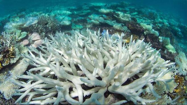 멸종 위기에 처한 산호