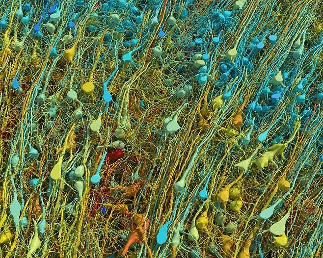 전자 현미경으로 관찰한 뇌 조직의 신경 세포. 크기에 따라 다른 색으로 나타냈다./구글, 미국 하버드대