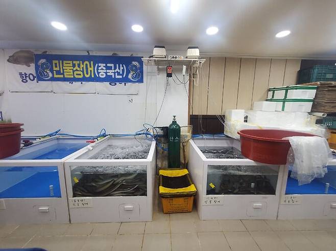 원산지 표시를 위반하고 수족관에 보관 중인 중국산 민물장어.