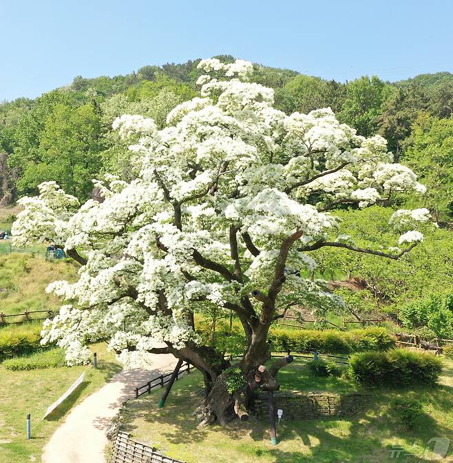 김해시 주촌면 천연기념무로 지정된 국내 최고령 이팝나무(김해시 제공)