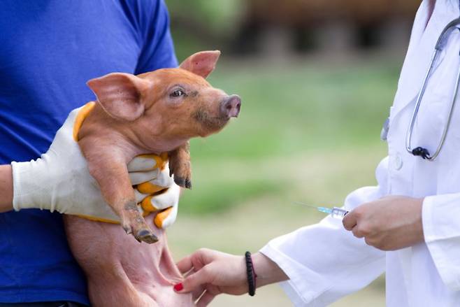 인간에 대한 이식용 장기를 제공하는 동물 돼지. 게티이미지뱅크