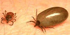 중증열성혈소판감소증후군(SFTS)를 유발하는 작은소참진드기 흡혈 전(왼쪽)과 흡혈 후(오른쪽) 사진./사진=질병관리청 제공