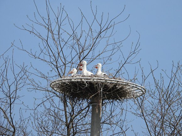 황새 부부 대청이와 호반이가 산란한 황새 새끼 4마리. [사진=청주시]