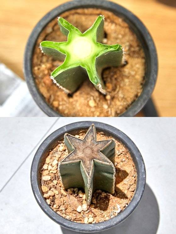 소중 학생기자단이 칼로 자른 백운각 단면(위 사진). 백운각 줄기를 자르면 촉촉했던 자른 면이 시간이 지나 선인장 겉면처럼 딱딱해지고, 자른 면에서 새끼선인장이 나온다.