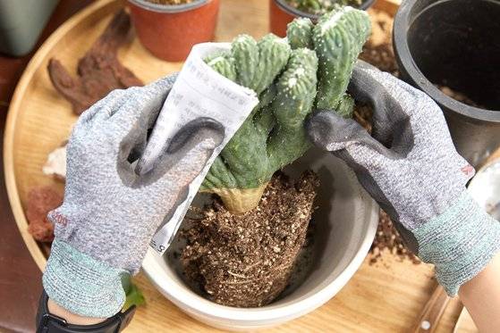 선인장을 자르거나 분갈이를 할 때는 장갑을 꼭 착용하고 신문지로 선인장을 감싸야 가시에 찔리지 않는다.