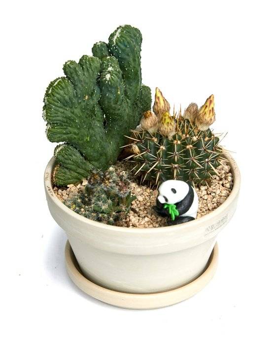 왼쪽부터 소중 학생기자단이 분갈이한 구름새 철화·덴섬·용왕환.