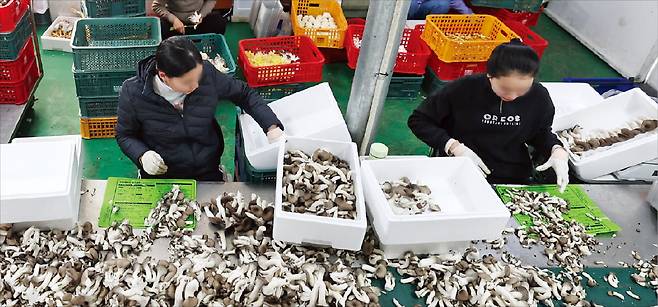 지난 8일 경기 화성의 한 버섯농장에서 태국 베트남 캄보디아인 근로자들이 버섯을 포장하는 작업을 하고 있다. 2023년 말 현재 우리나라에는 92만 명이 넘는 외국인 근로자가 주로 제조·건설·농축산업 분야에서 일하고 있다.  최혁 기자