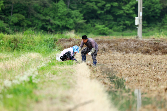지난 6일 오전 전남 강진군 도암면 한 귀리밭에서 농민들이 배수 작업을 하고 있다. 강진에는 전날 하루 동안 129.2㎜의 비가 내렸다. 5월 하루 강수량이 역대 두 번째로 많은 수치다. 〈사진=연합뉴스〉