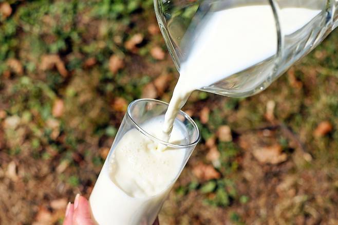 우유에 들어있는 단백질이 숙취 해소에 도움이 된다는 동물실험 결과가 나왔다../pixabay