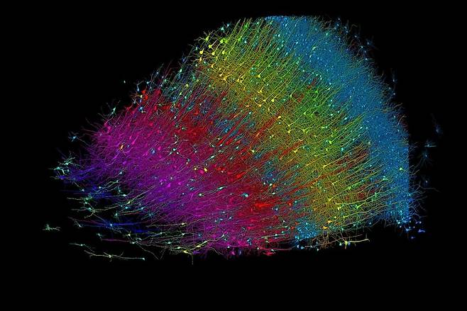 45살 여성 환자의 뇌에서 떼어낸 쌀알 반 톨 크기의 대뇌피질 조각. 6개 층으로 이뤄져 있는 피질의 각 층을 색깔을 달리해 표시했다. 맨오른쪽이 가장 바깥층이다. 하버드대·구글 제공