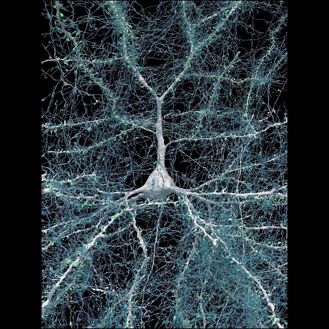 이 뉴런(흰색)에는 다른 뉴런에서 뻗어나온 5천여개의 축삭돌기(파란색)가 연결돼 있다. 연결부위에 있는 것이 시냅스(녹색)다. 하버드대·구글 제공
