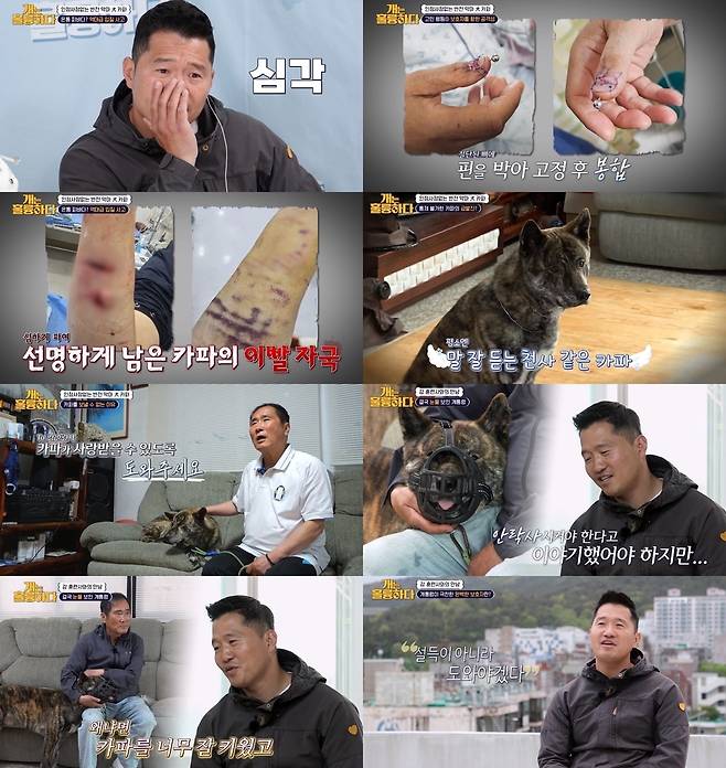 KBS 2TV ‘개는 훌륭하다’